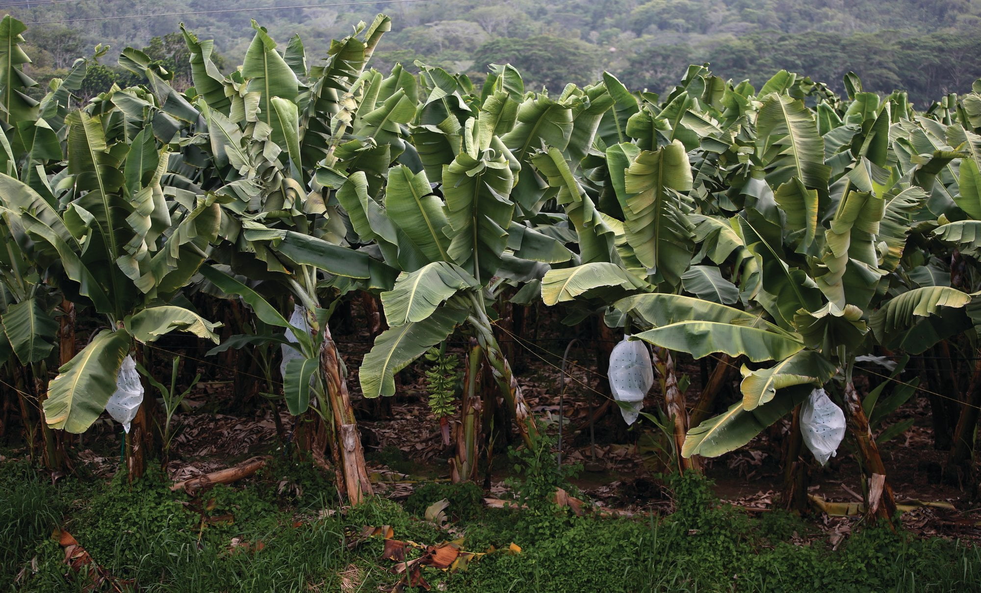 Colombia Bananas At Risk